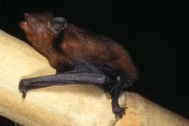 Phát hiện thú vị về loài thú nhỏ nhất Việt Nam