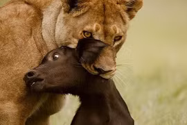 Cuộc sống điển hình mỗi ngày của sư tử hoang dã