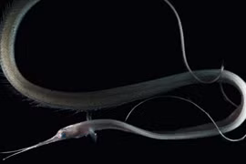 Những loài cá kỳ dị ngoài hành tinh đặc trưng của Ấn Độ