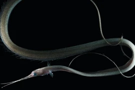 Những loài cá kỳ dị ngoài hành tinh đặc trưng của Ấn Độ