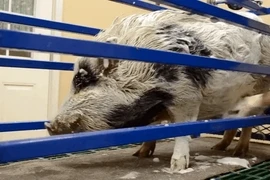 Độc, lạ nơi lợn được đi spa như người