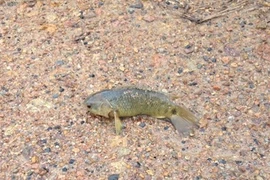 Sự thật cá rô đồng biết đi, cá đóng băng vẫn sống