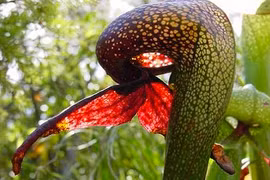 Khiếp đảm những loài cây ăn thịt kỳ dị nhất