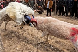 Tàn khốc cảnh cừu chọi nhau bay cả sừng ở Trung Quốc 