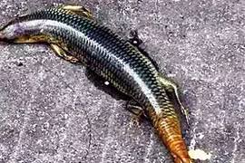 Chân tướng rắn 4 chân kỳ dị gây xôn xao Trung Quốc