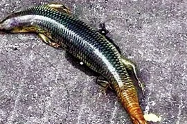 Chân tướng rắn 4 chân kỳ dị gây xôn xao Trung Quốc