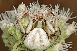 Kỳ lạ loài nhện đổi màu sắc chóng mặt khi đi săn