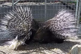 Những món quà Valentine “siêu độc” của động vật