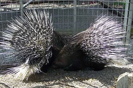 Những món quà Valentine “siêu độc” của động vật