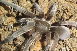 Kinh hoàng nhện độc khổng lồ tràn vào thành phố