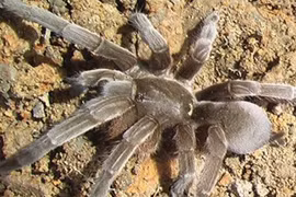 Kinh hoàng nhện độc khổng lồ tràn vào thành phố