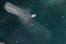 Phát hiện "quái vật" bí ẩn dưới biển Hy Lạp