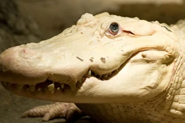 Cận cảnh cá sấu bạch tạng quý hiếm vừa qua đời