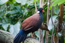 Loài bồ câu tuyệt chủng hơn 140 năm bỗng tái xuất thần kỳ