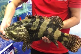  Doanh nghiệp chi tiền tỷ mua 18 tấn cá song làm quà Tết cho công nhân