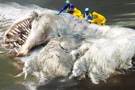 Tiết lộ bất ngờ về xác quái vật lông lá dạt vào bãi biển