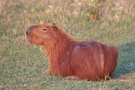 Bất ngờ lý do cá sấu chung sống hòa bình với chuột lang nước 