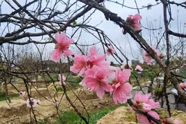 Đào phai cánh kép Quảng Chính được đại gia săn lùng chơi tết