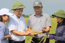 Nâng cao giá trị hạt gạo nhờ trồng lúa theo hướng hữu cơ 