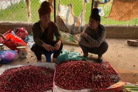 Chợ độc lạ ở Sơn La bán toàn côn trùng, đặc sản núi rừng