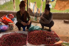 Chợ độc lạ ở Sơn La bán toàn côn trùng, đặc sản núi rừng