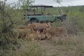 Trâu rừng tưởng chết bỗng bật dậy khiến bầy sư tử kinh hãi