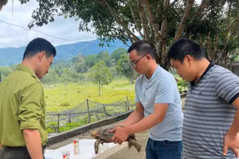 Hành trình cứu hộ loài rùa núi nằm trong Sách đỏ Việt Nam