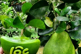 Trái cây tạo hình độc, lạ giá hơn 1 triệu đồng/cặp chưng Tết