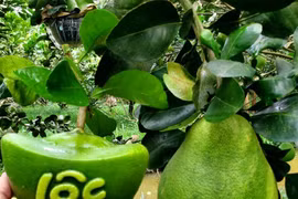 Trái cây tạo hình độc, lạ giá hơn 1 triệu đồng/cặp chưng Tết