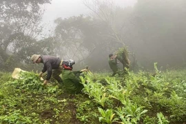 Triệt phá hơn 500 cây thuốc phiện trồng giữa rừng sâu ở Lào Cai