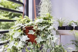 5 loại cây trồng trong phòng ngủ thay máy lọc không khí