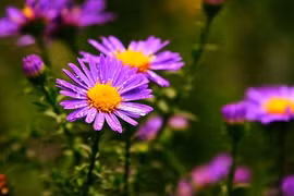  Năm 2024, 3 con giáp cần chú ý gì để tránh hạn Tam tai?