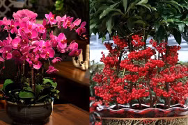 3 loại hoa ngày Tết nên đặt trong nhà để may mắn và thịnh vượng