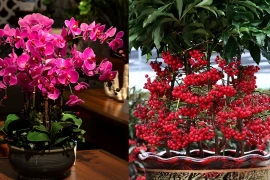 3 loại hoa ngày Tết nên đặt trong nhà để may mắn và thịnh vượng