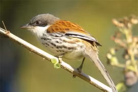 Loài chim quý hiếm bậc nhất thế giới xuất hiện ở Việt Nam 