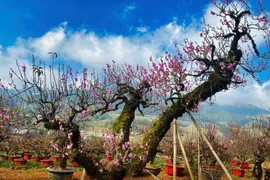 Chiêm ngưỡng vườn đào cổ Sa Pa – tinh túy của núi rừng Tây Bắc