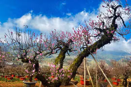 Chiêm ngưỡng vườn đào cổ Sa Pa – tinh túy của núi rừng Tây Bắc