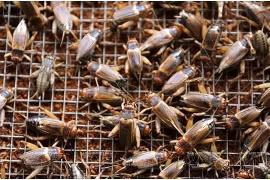  Nuôi dế thương phẩm, ông nông dân Tây Ninh thu nhập 70 triệu/tháng