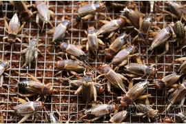  Nuôi dế thương phẩm, ông nông dân Tây Ninh thu nhập 70 triệu/tháng