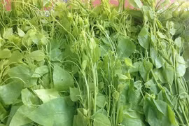 Trồng rau rừng đặc sản, ông nông dân Thái Nguyên thu trăm triệu
