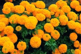  9 loại hoa tuyệt đối không đặt trên ban thờ ngày Tết