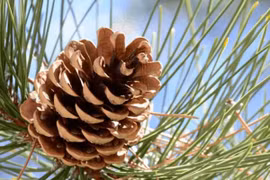 Lý do khiến hạt thông thành đặc sản đắt đỏ bậc nhất thế giới