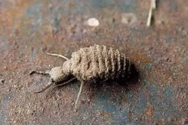  Loài côn trùng bé xíu được lùng mua với giá 15 triệu đồng/kg