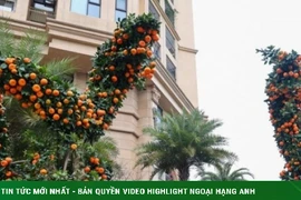 Cận cảnh cặp quýt song Long giá hơn 250 triệu đồng ở Hà Nội