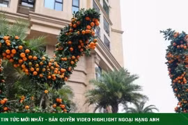 Cận cảnh cặp quýt song Long giá hơn 250 triệu đồng ở Hà Nội