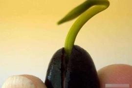 Lý do hạt sen vùi dưới đất hàng nghìn năm vẫn có thể nảy mầm