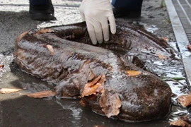 “Quái ngư” bất ngờ xuất hiện tại Nhật Bản sau mưa lớn