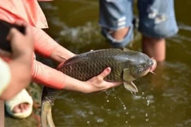 Làm những việc này trong ngày Rằm tháng Giêng để cả năm may mắn