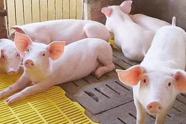 Giá thịt lợn hơi tăng cao, doanh nghiệp chế biến lo lắng