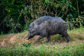 Top 7 loài lợn rừng hung dữ nhất trong tự nhiên, chớ dại đến gần
